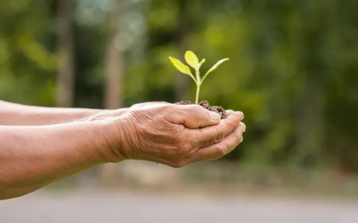 Mains d'un homme de type caucasien qui tient le pousse d'une plante entre les mains
