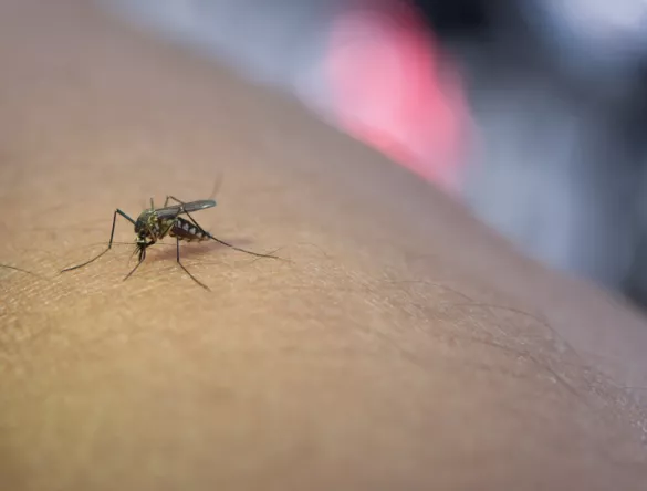 Moustique posé sur le bras d'une personne