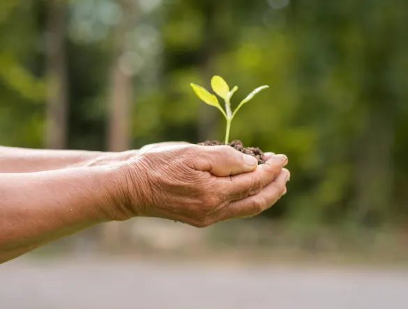 Mains d'un homme de type caucasien qui tient le pousse d'une plante entre les mains